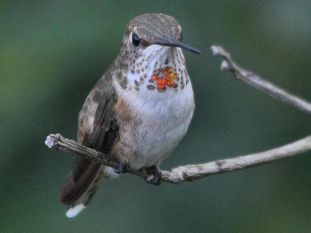 <i>Selasphorus</i> Hummingbird