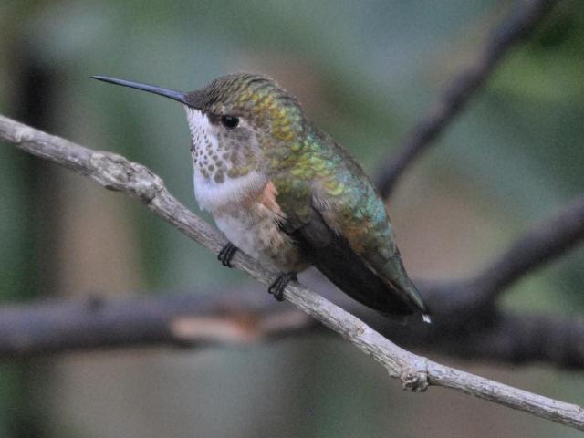 <i>Selasphorus</i> Hummingbird