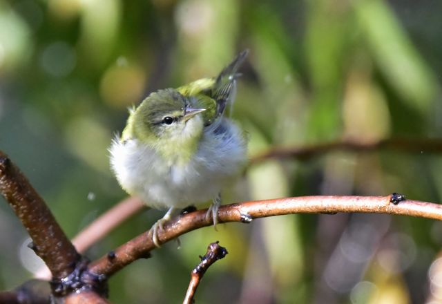 Tennessee Warbler