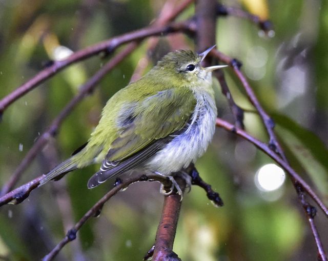 Tennessee Warbler