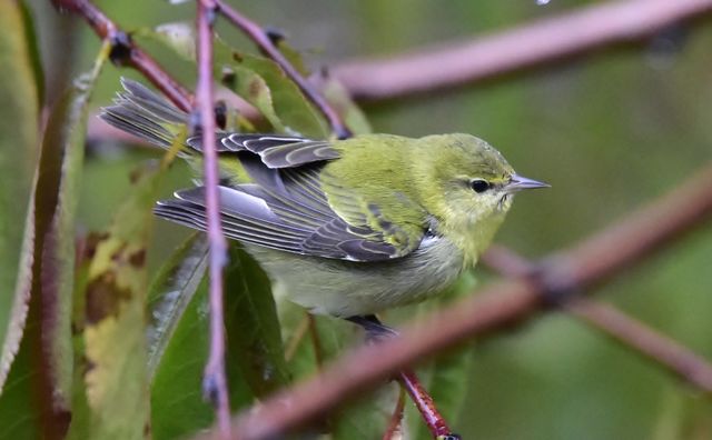 Tennessee Warbler