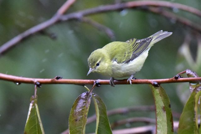 Tennessee Warbler