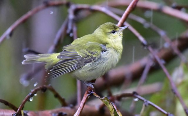 Tennessee Warbler