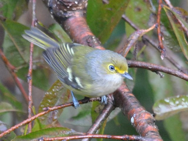 White-eyed Vireo