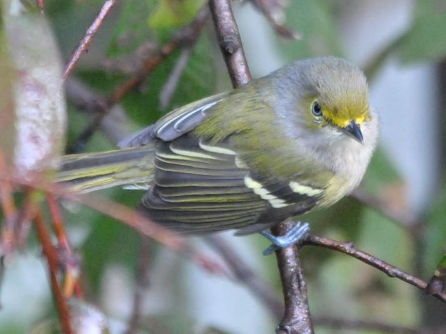 White-eyed Vireo