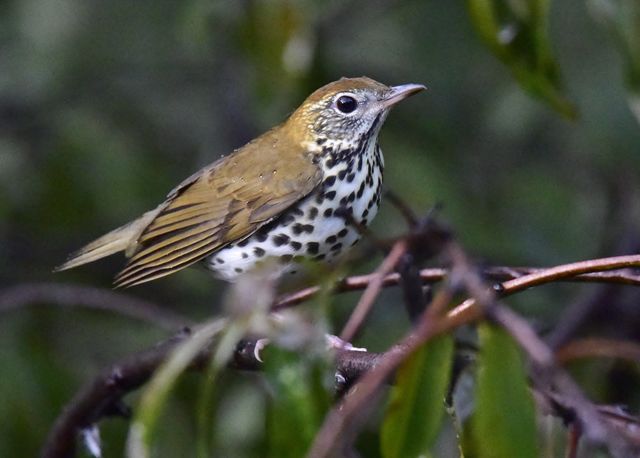 Wood Thrush