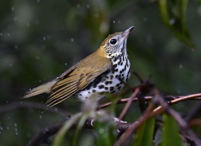 Wood Thrush