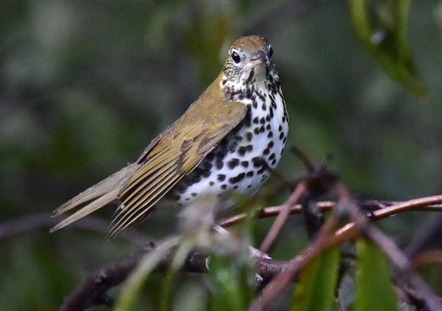 Wood Thrush