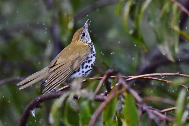 Wood Thrush