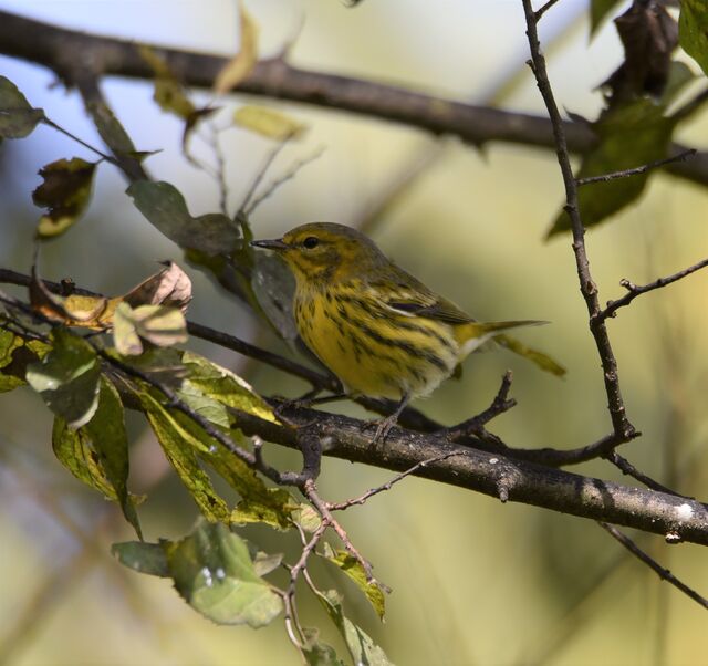 Cape May Warbler