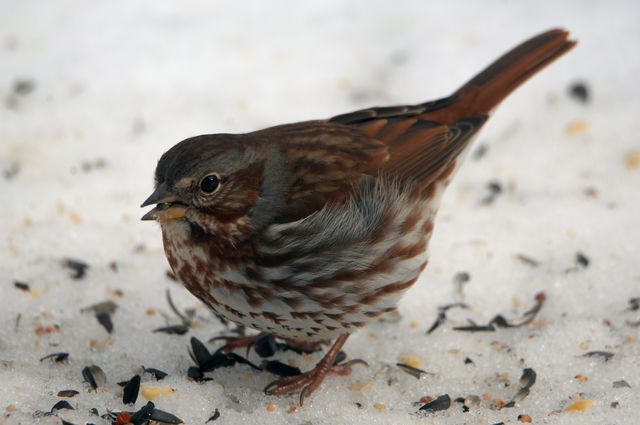 Fox Sparrow