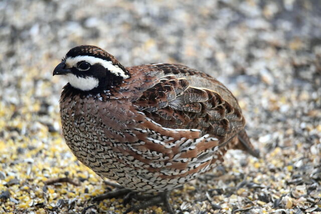 Northern Bobwhite