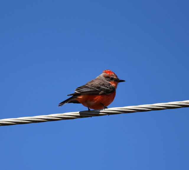 Vermilion Flycatcher