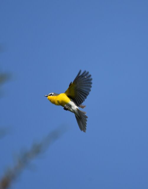 Yellow-breasted Chat