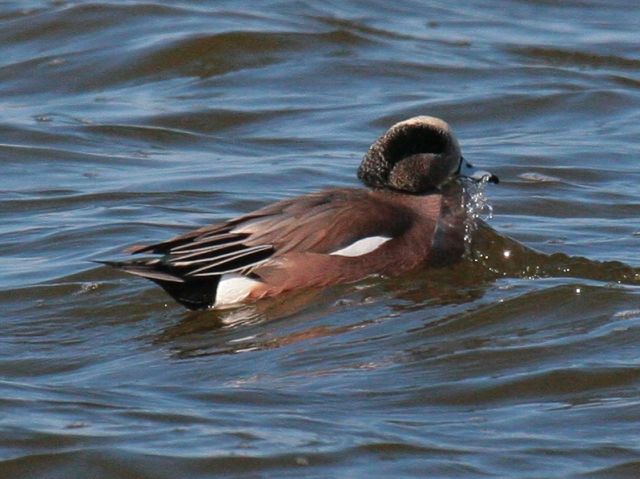 American Wigeons