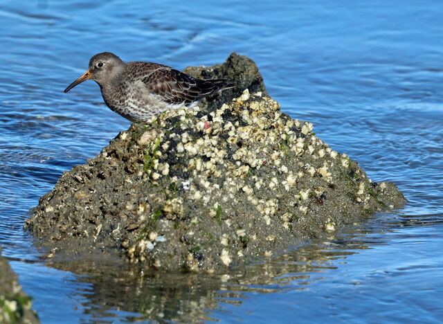 Purple Sandpiper