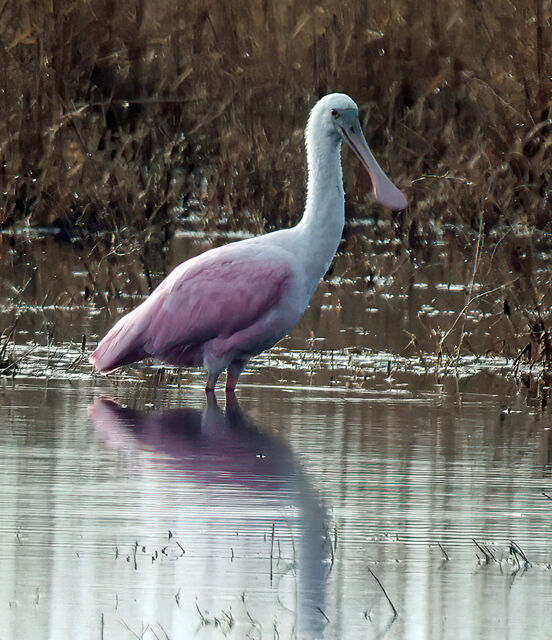 Roseate Spoonbill