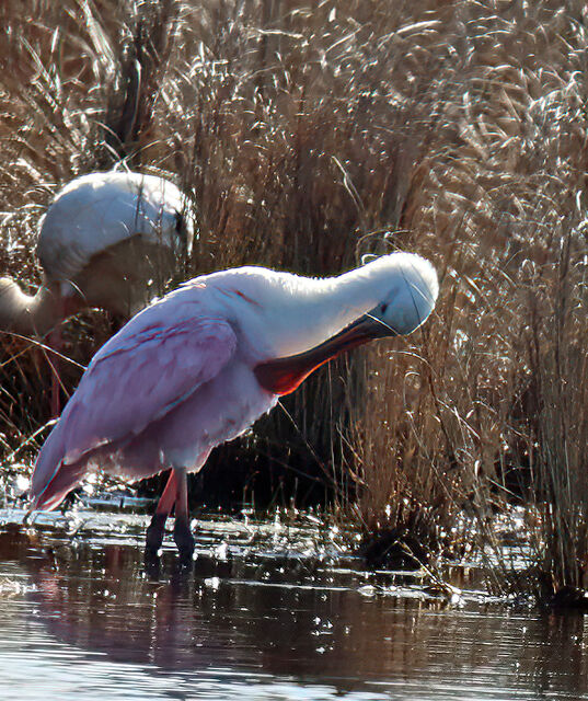 Roseate Spoonbill