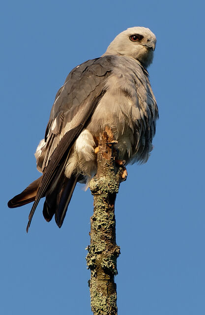 Mississippi Kite