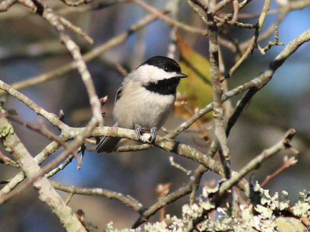 Carolina Chickadee