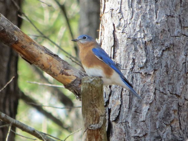 Eastern Bluebird