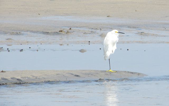 Snowy Egret