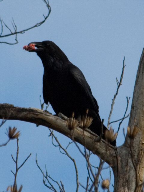 Common Ravens