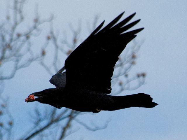 Common Ravens