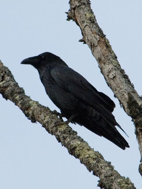 Common Ravens