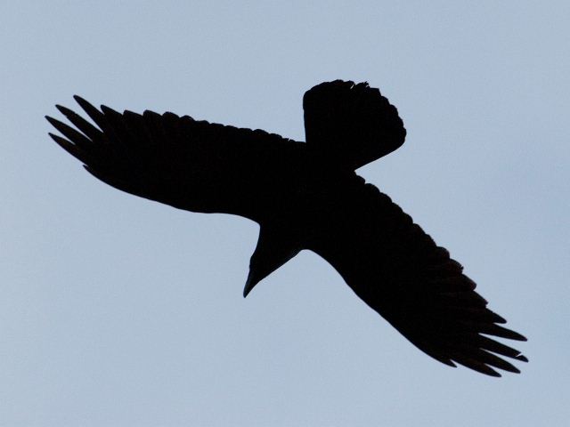 Common Ravens