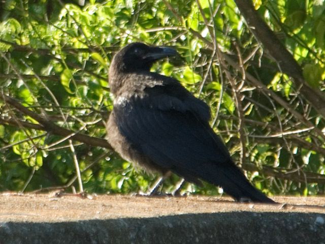 Common Ravens