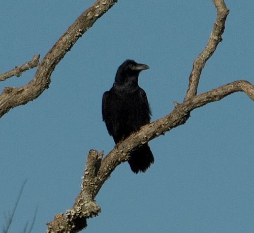 Common Raven