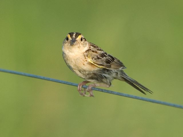 Grasshopper Sparrow