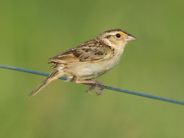 Grasshopper Sparrow