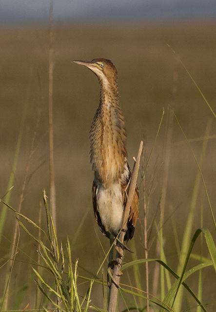 Least Bittern