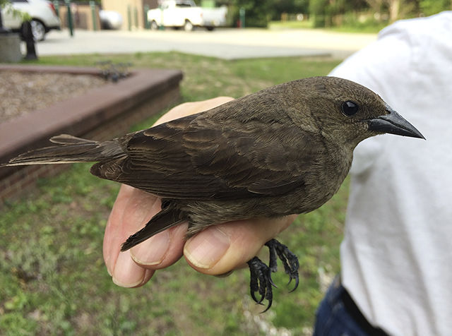 Shiny Cowbird