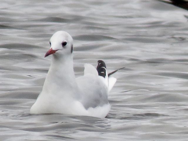 Black-headed Gull