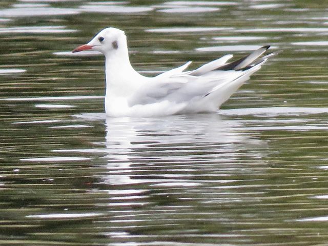 Black-headed Gull