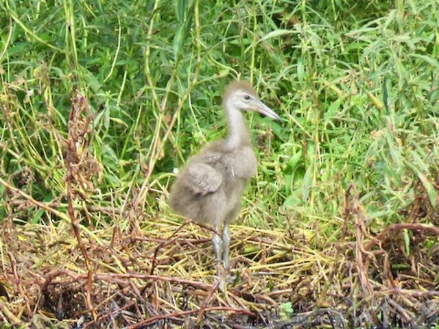 Limpkin