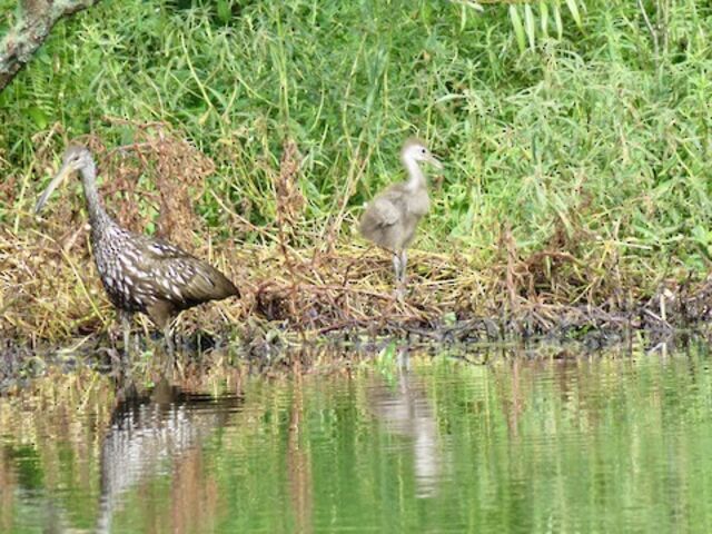 Limpkin