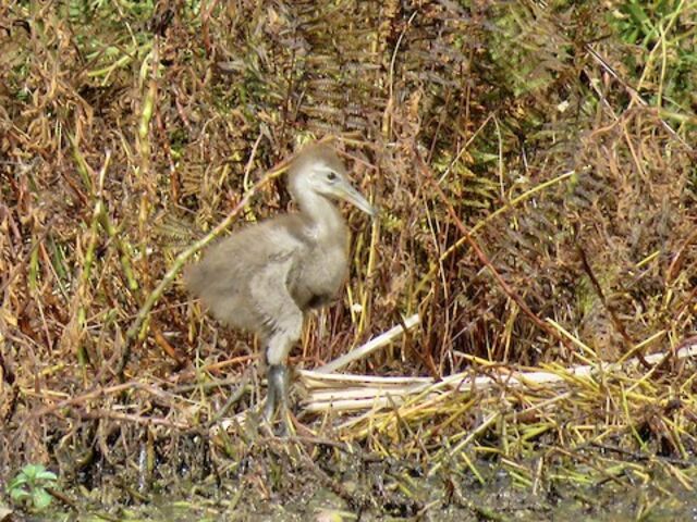 Limpkin