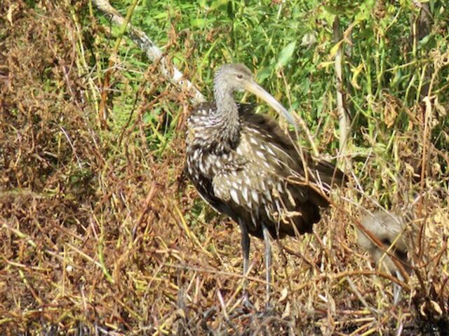 Limpkin