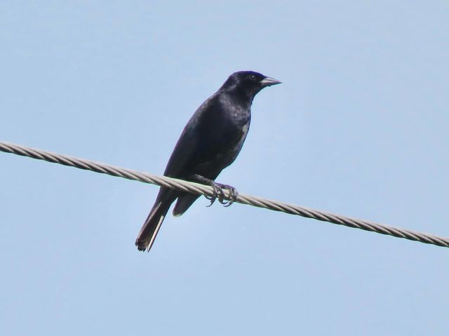 Shiny Cowbird