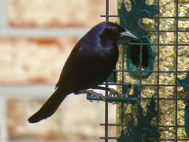 Shiny Cowbird