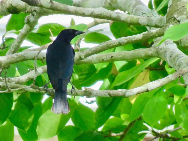 Shiny Cowbird