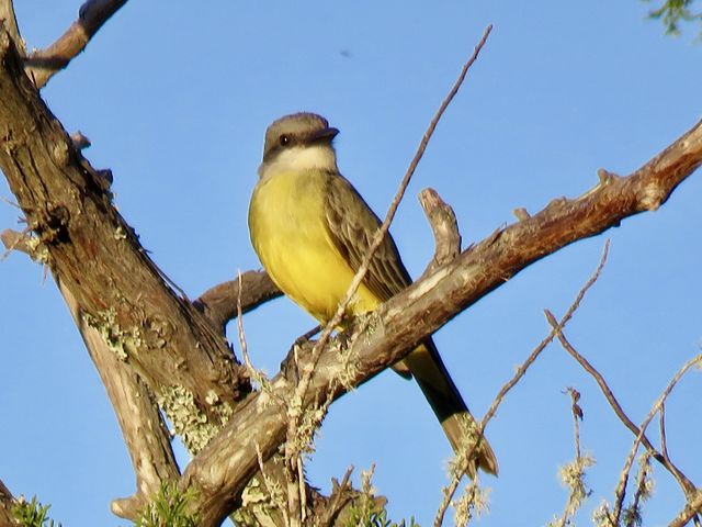 Tropical Kingbird