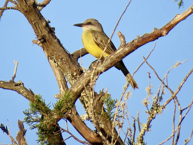 Tropical Kingbird