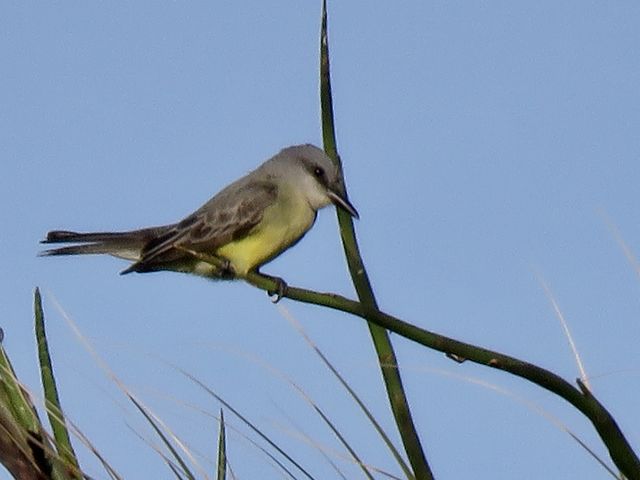 Tropical Kingbird