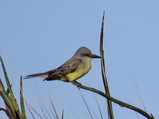 Tropical Kingbird