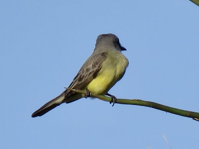 Tropical Kingbird